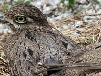 Thicknees and Plovers
